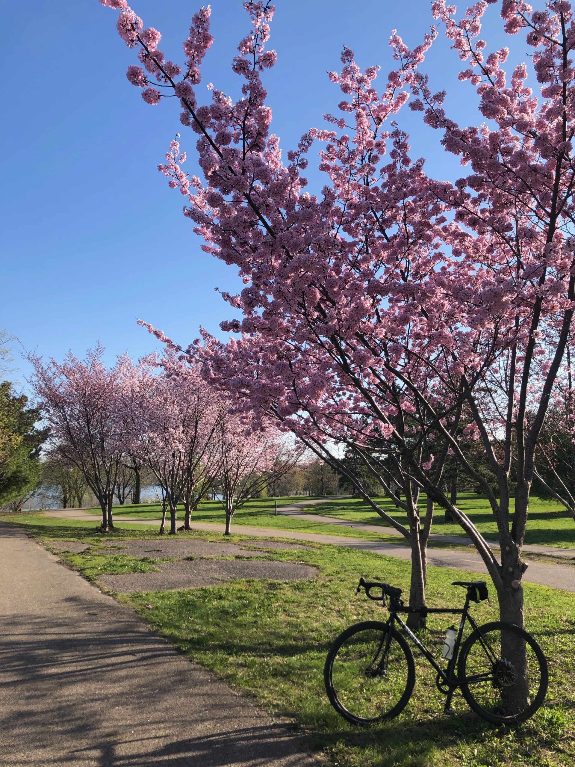 bike leaning against a cheery blossom tree in bloom